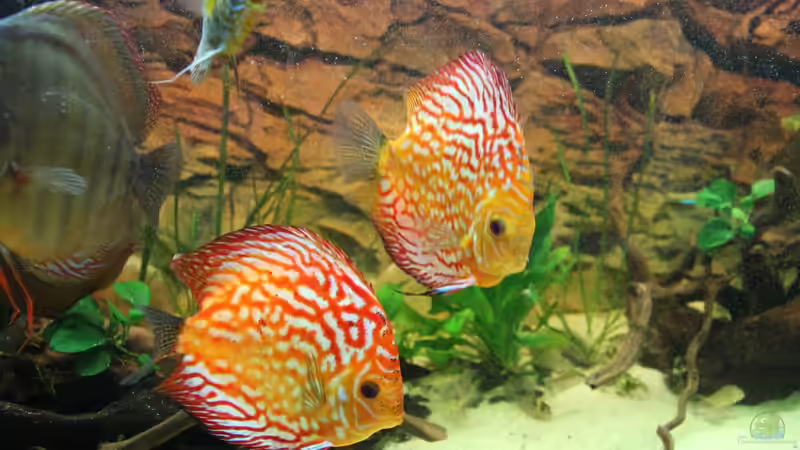 pigeon blood red von Diskusfreak26 (6)