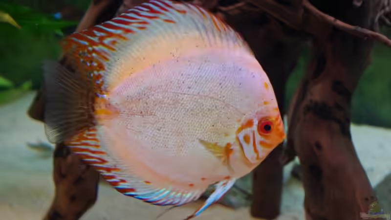 Pigeon Blood Silber von patgott (17)