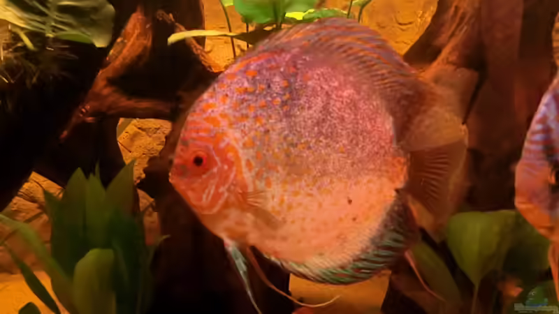 Pigeon Blood Silver von Steven Tumma (57)