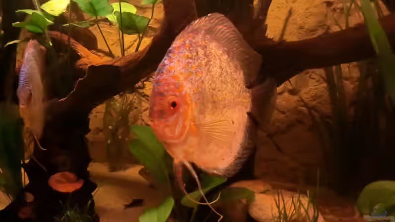 Pigeon Blood Silver von Steven Tumma (63)