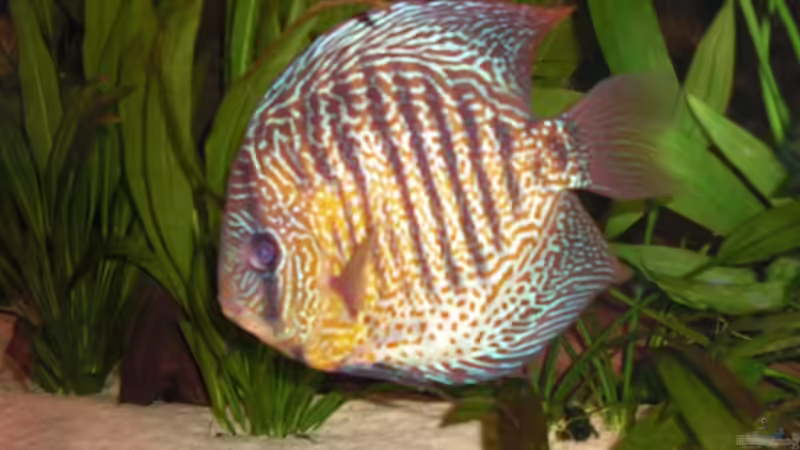 Pigeon Blood-Snake von Amazonasbecken.eu (36)