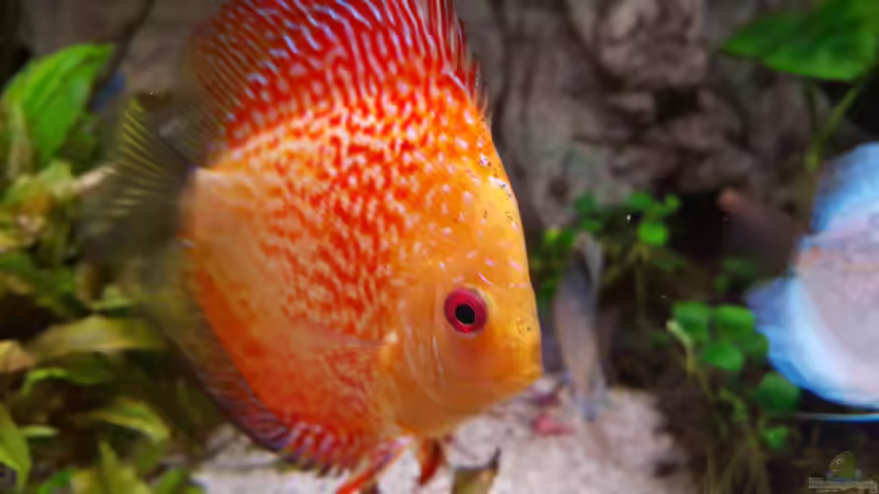 Pigeon Blood Snake von Günter+Karin (4)