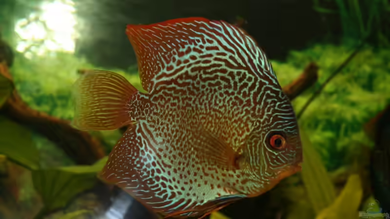 Pigeon Blood Snake von Steffen Rübsam (25)