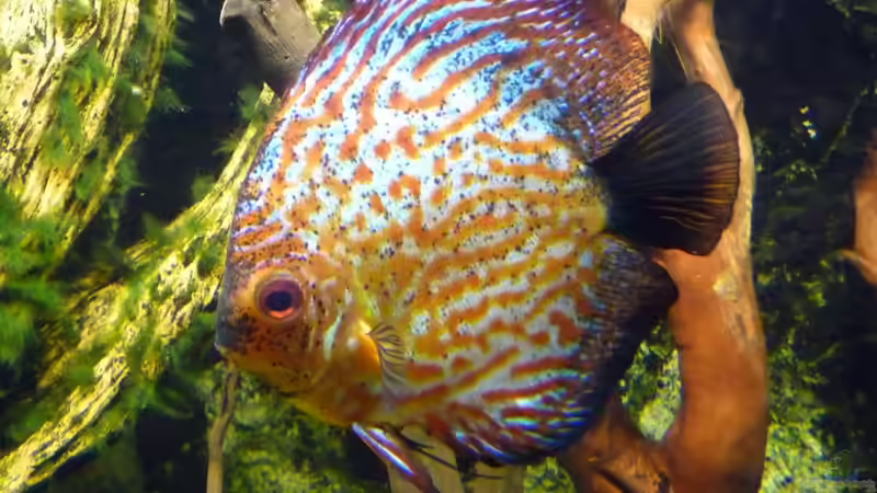 Pigeon Blood von carkl (29)