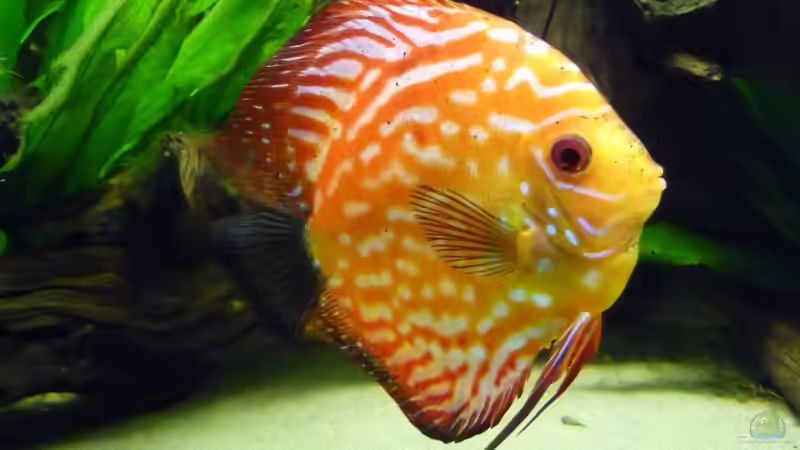 Pigeon Blood von carkl (30)