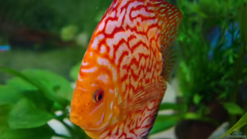 Pigeon Blood von patgott (9)