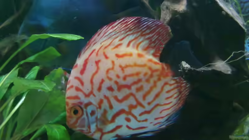 Pigeon blood weibchen, Gest.2010 von Blue2 (25)