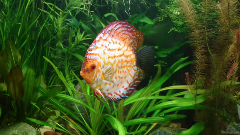 Pigeon blood Weibchen von Grünhexe (11)