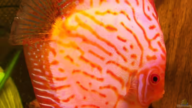 PigeonBlood Blau von Stefan Arenth (22)