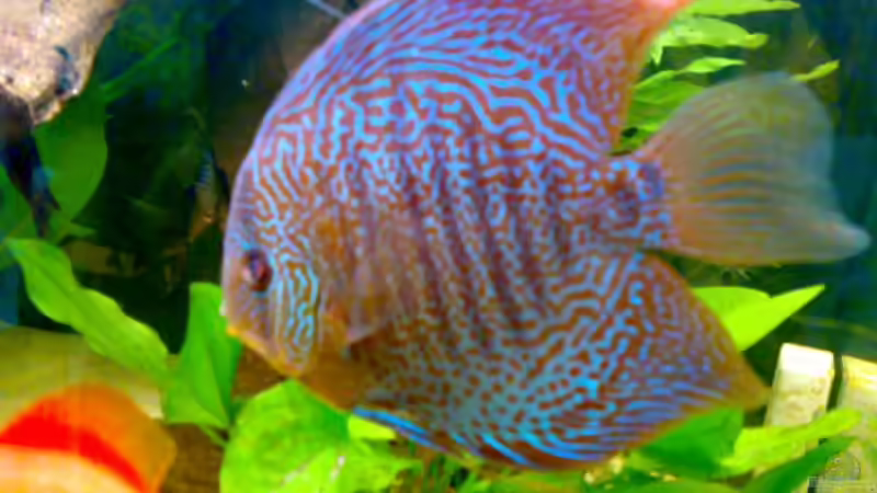 PigeonBlood-Snake von Amazonasbecken.eu (30)