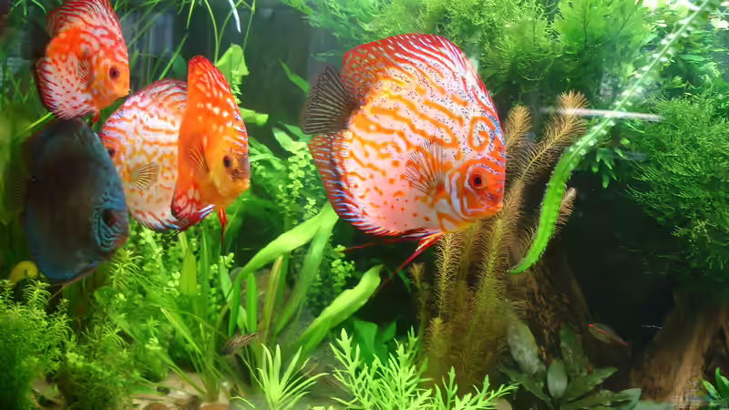 Pigeons inzwischen fast Erwachsen von Grünhexe (90)