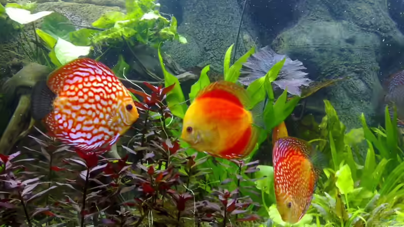 Pigon Blood rot und Marlboro Red von Matze 87 (24)