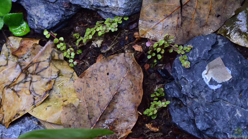 Pilea depressa von Junglist (24)