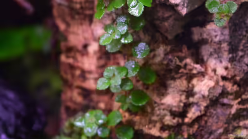 Pilea depressa von Junglist (52)