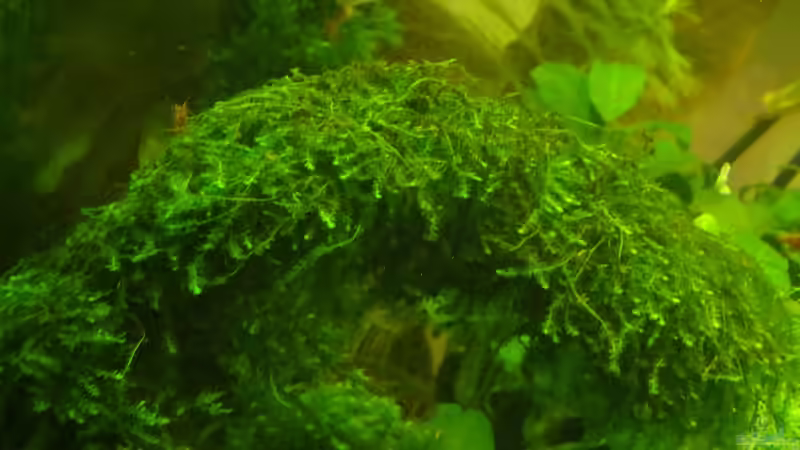 Pilo-Moos eines der schönsten Moose von achim-cool (14)