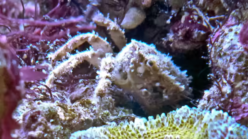 Pilumnus sp. - Krabbi von Summse (57)