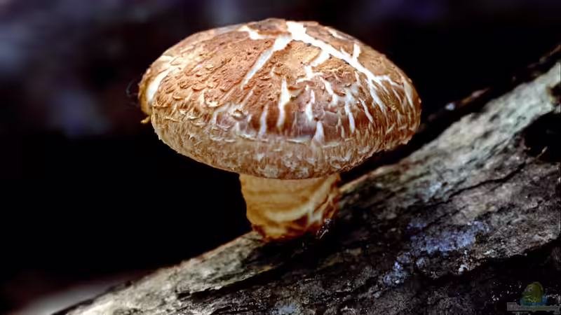 Pilze im Garten anbauen: Was ist möglich?