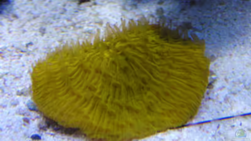 Pilzkoralle   orange von Steffen Ruck (25)