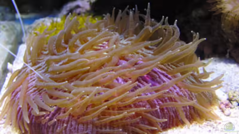 Pilzkoralle   zweifarbig von Steffen Ruck (26)