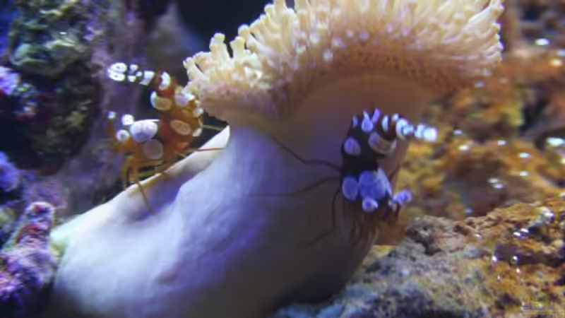 Pilzkoralle mit Sexy Shrimps von Aquarienfreude (5)