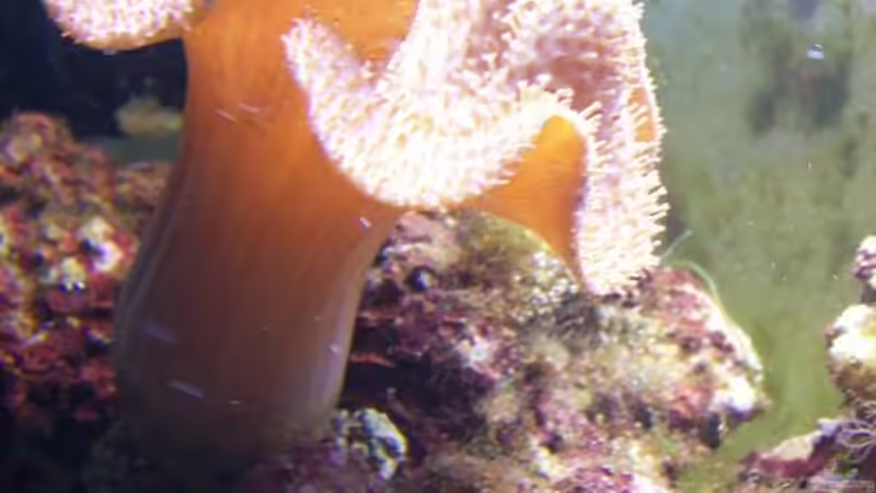 Pilzkoralle Stand 28.05.08 von Alper Alihsan (7)