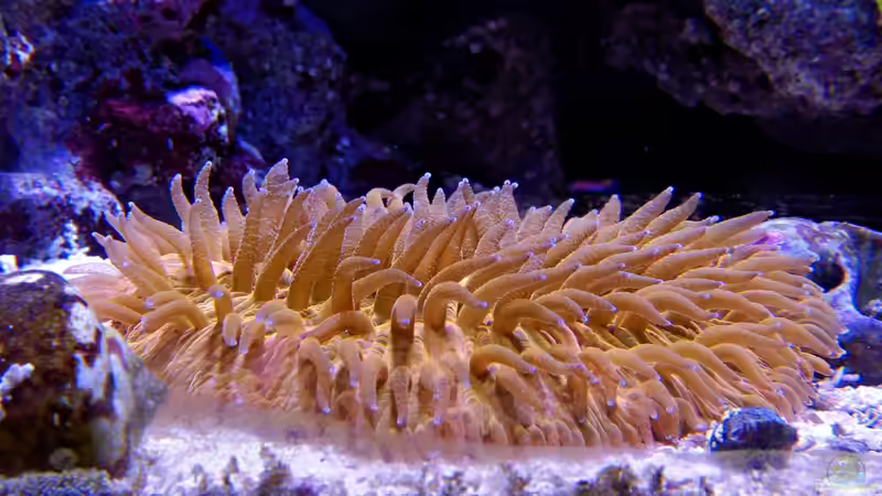 Pilzkoralle von uepsie (8)