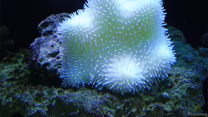 Pilzleder Import aus SriLanka von .uschi (27)