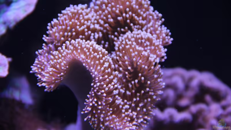 Pilzlederkoralle = Sarcophyton ehrenbergi von Sven Jastrow (24)