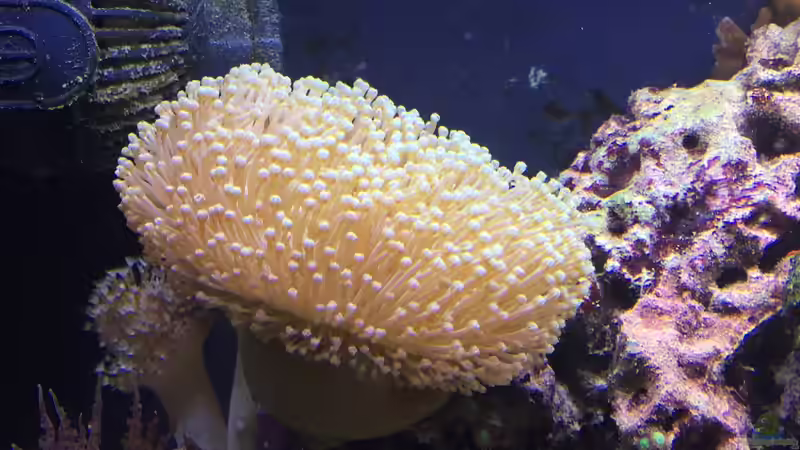 Pilzlederkoralle  von Embasch (12)