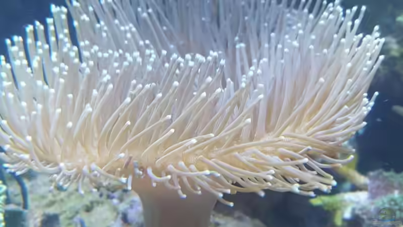 Pilzlederkoralle 2.5 von Martinerft (8)