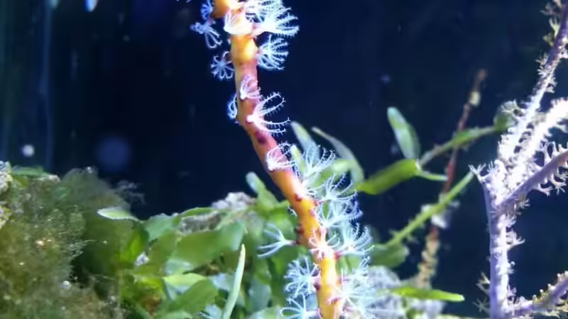 Pilzlederkoralle 2.6 von Martinerft (9)