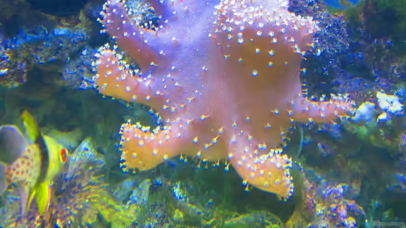 Pilzlederkoralle mit Polypen  von Christian Bayerl (10)