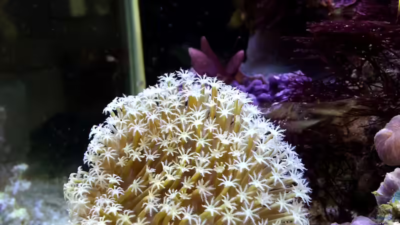 Pilzlederkoralle nun in voller Pracht von Nano Jojo (15)