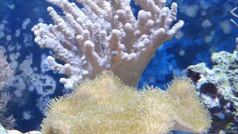 Pilzlederkoralle und Gladiella von enemey (13)