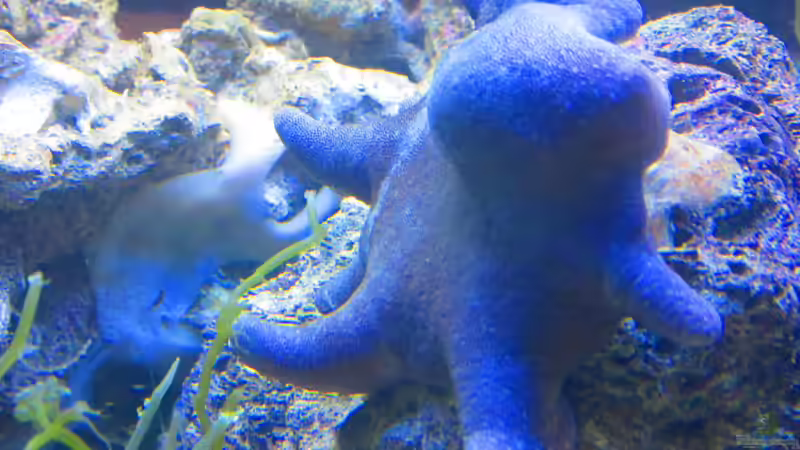 Pilzlederkoralle von Christian Bayerl (5)