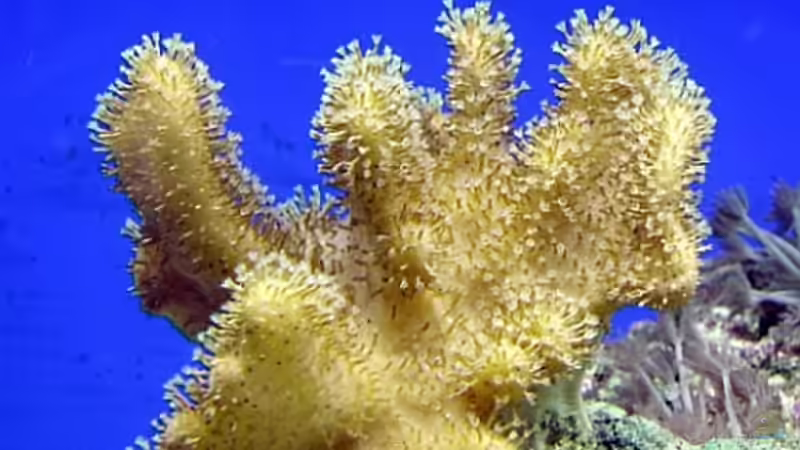 Pilzlederkoralle von Petra Kallmeyer (9)