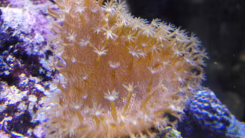 Pilzlederkoralle von Steffen Ruck (19)