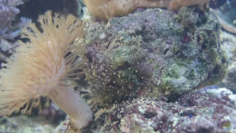 Pilzlederne und kleine Anemone von Jane Vogeler (8)