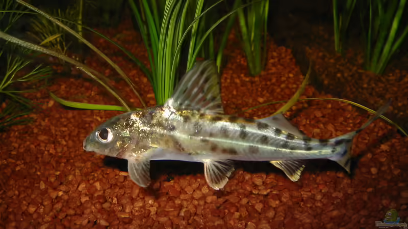 Engelswels im Aquarium halten (Einrichtungsbeispiele für Pimelodus pictus)