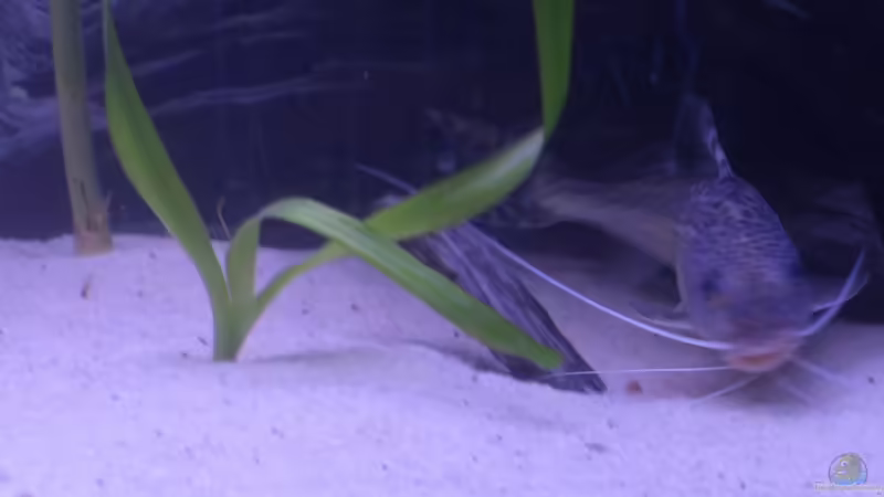 Pimelodus pictus von Roland Krausgruber (5)