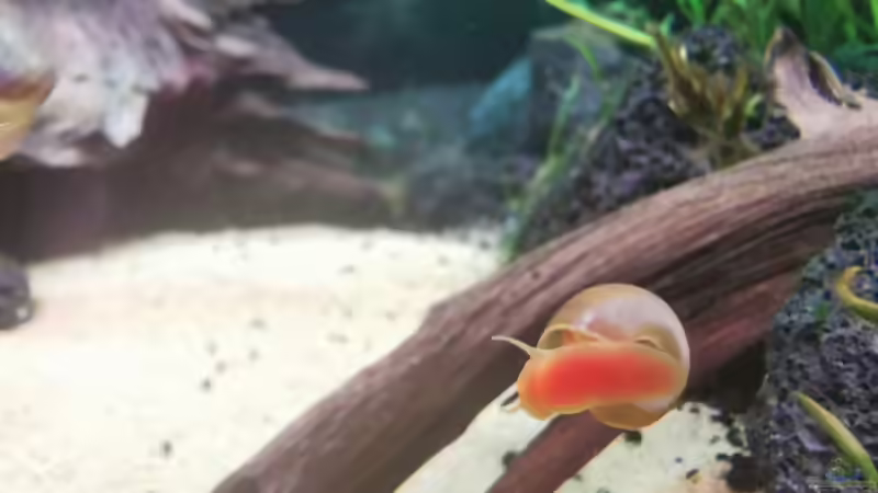 Pinke Posthornschnecke hat sich mit eingeschlichen von David Schneider Aquaristik (49)