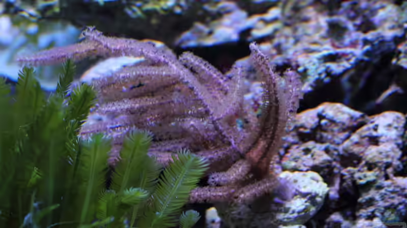 Pinnigorgia sp. - Gorgonie von Micha (19)