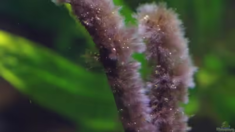 Pinselalgen - nach 3 Monaten wachsen sie endlich von Nico NK (14)