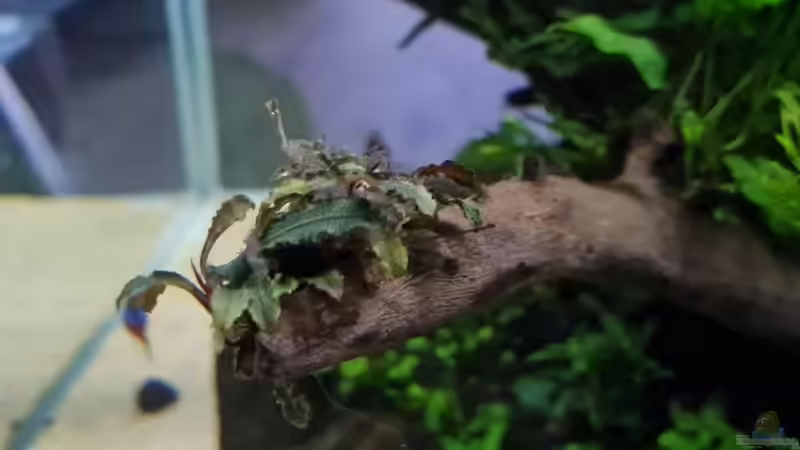 Pinselalgen auf Bucephalandra von hange (12)