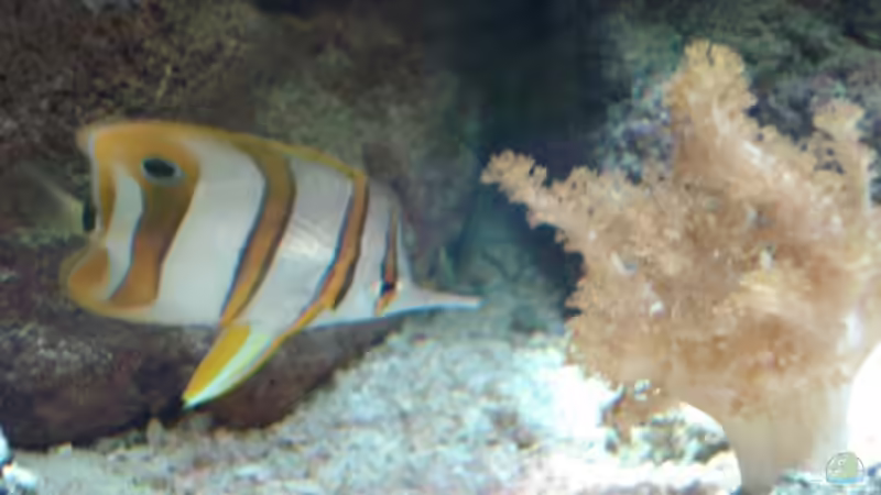 Pinzettenfisch von Mario Dorner (31)