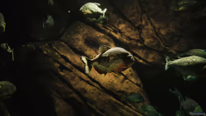 Piranha: Das bedeutet der Name