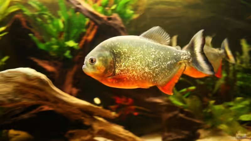 PIRANHA von lumpi (49)