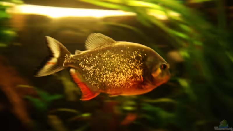 PIRANHA von lumpi (50)