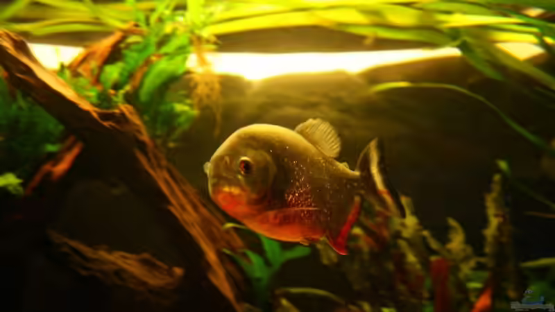 PIRANHA von lumpi (51)