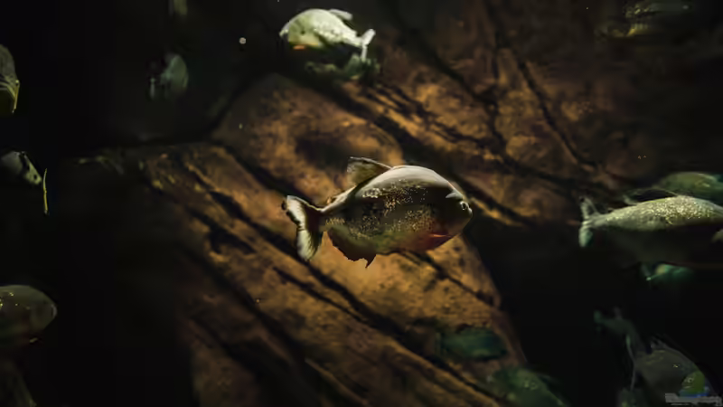 Piranhas: Das sind die gefährlichsten Arten